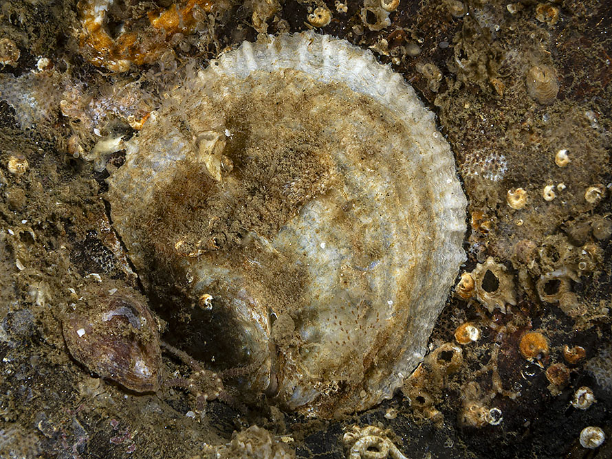 Pododesmus patelliformis